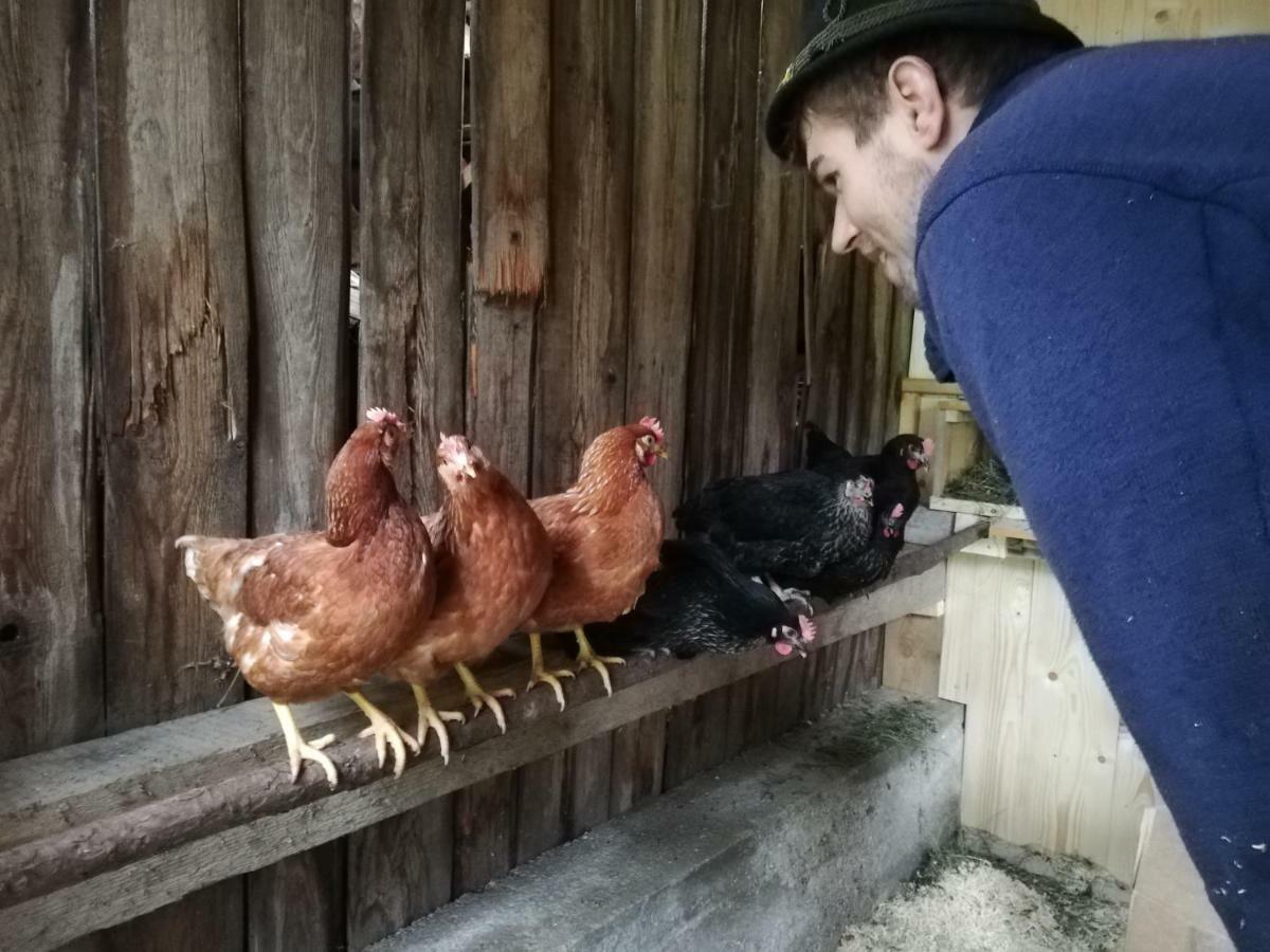 Zickerreith Almhutte Pansiyon Rosenau am Hengstpass Dış mekan fotoğraf